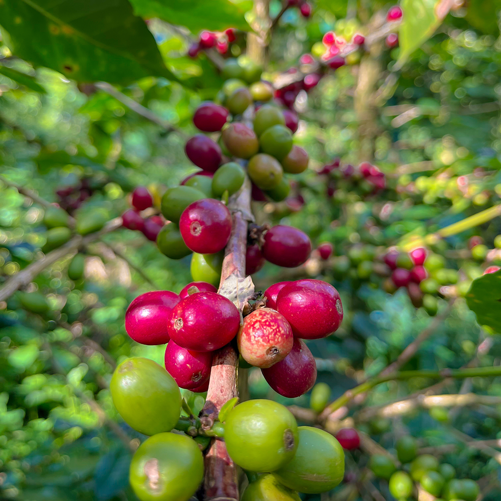 Close-up of coffee berries on a branch with green leaves.