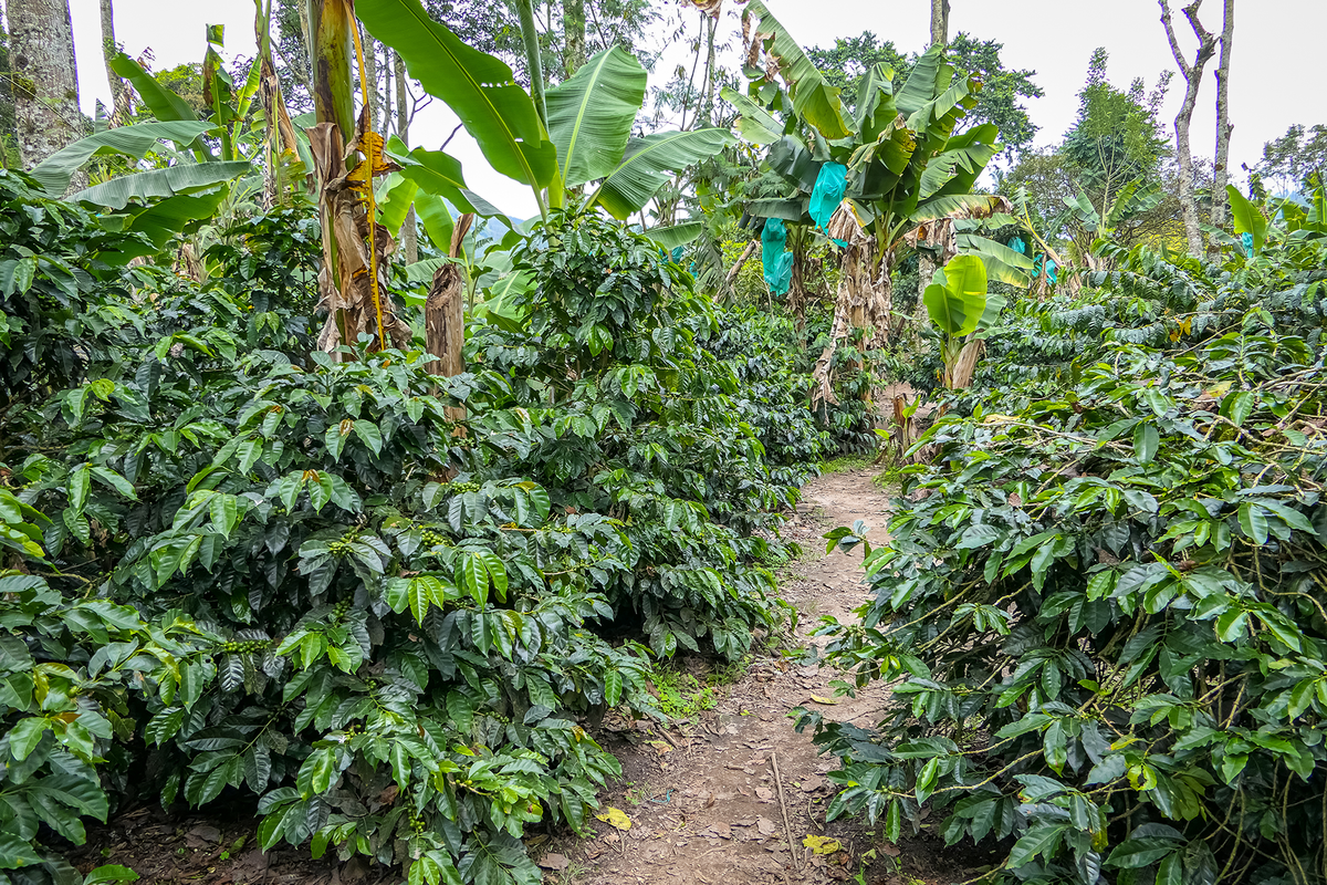 Colombia — Huila banner