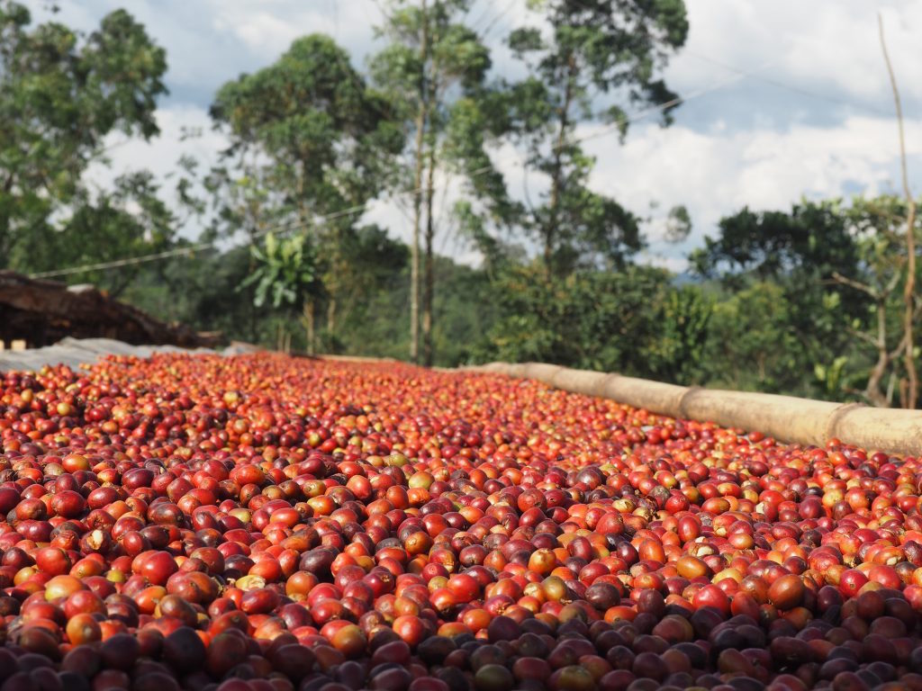 Ethiopia — Sidama