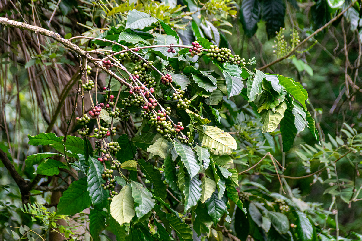 Uganda — Bugisu