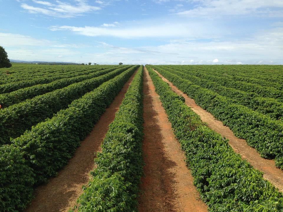 Brazil — Sul de Minas banner
