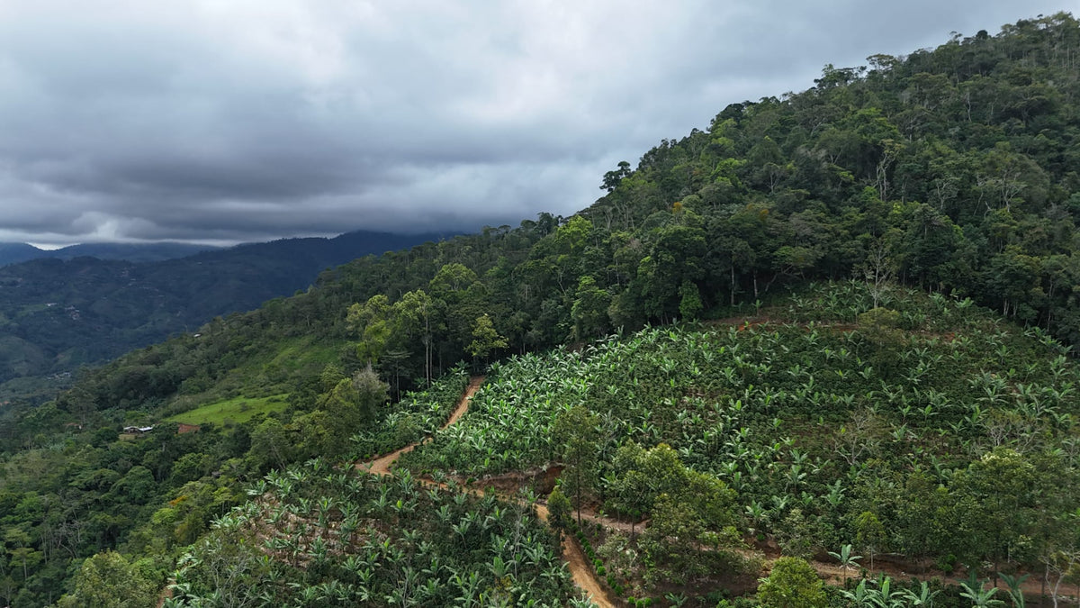 Green hills and valleys with a cloudy sky