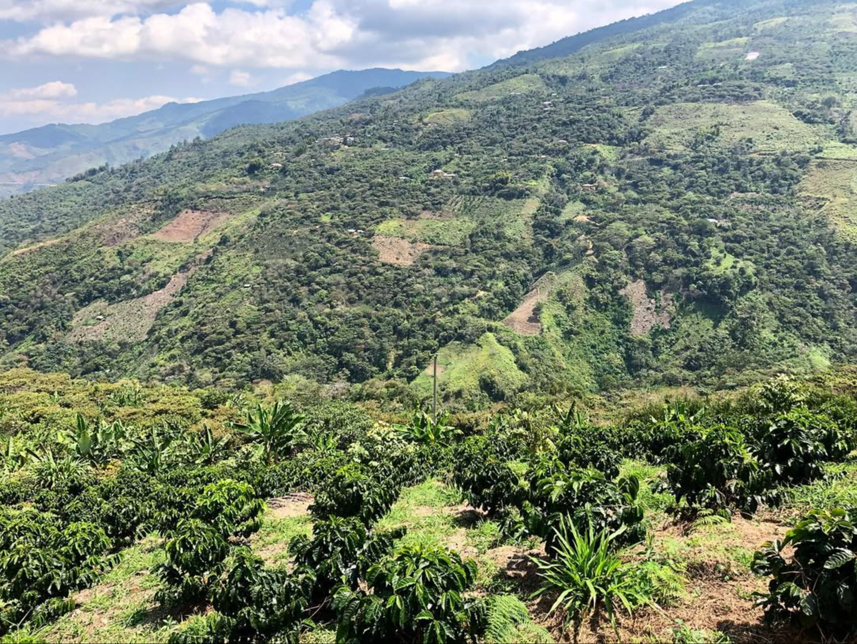 Peru — Chanchamayo